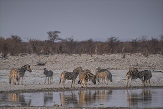 Landscape in Etosha National Park with steppe zebras