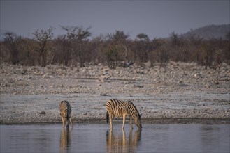 Landscape in Etosha National Park with mountain zebras