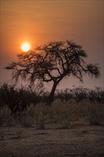 Sunset over the Etosha Pan with camelthorn tree
