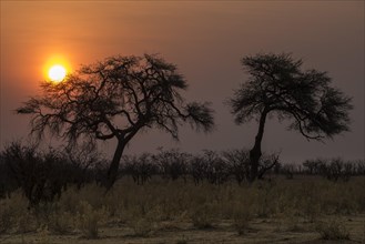 Sunset over the Etosha Pan with camelthorn tree