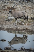 Oryx antelope