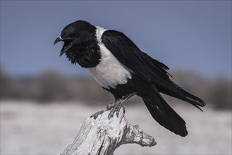 Pied crow