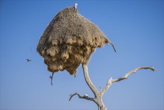 Community nest of settling weavers