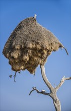 Community nest of settling weavers
