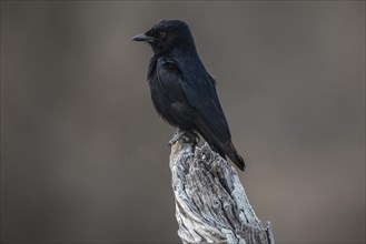 Mourning dongo or fork-tailed drongo