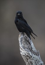 Mourning dongo or fork-tailed drongo