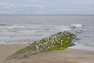 Seagulls resting on a stone jetty on the coast