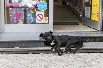 Dog in front of a shop