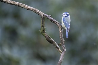 Blue Tit