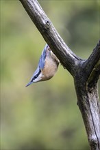 Eurasian nuthatch