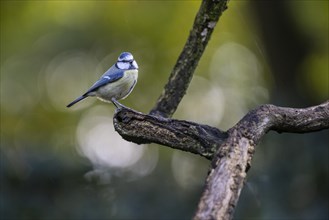 Blue Tit