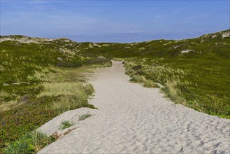 Path through the heath landscape in the dunes of the North Sea island of Sylt