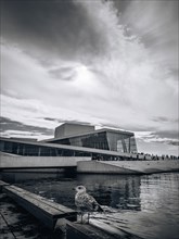 Seagull in front of the Opera House in Oslo