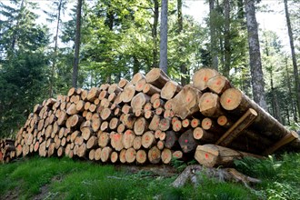 Forestry wood pile