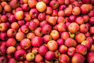 Apples for mashing in a distillery