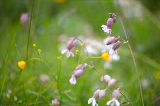 Alpine meadow