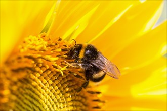 Bumblebee in a sunflower