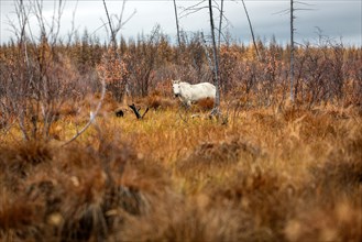 Wild Horse