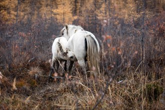 Wild Horses