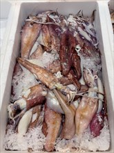 Display of caught fish Fresh fish tentacles of Californian squid