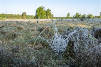 Spider's web with hoarfrost in a moor
