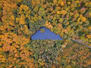 The foliage of the trees around the Brunnenweiher pond near Usingen in Taunus is beginning to turn autumnal yellow and orange.