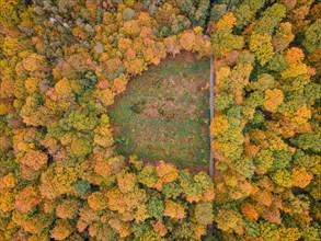 The foliage of the trees at the Hattsteinweiher pond near Usingen in Taunus is beginning to turn autumnal yellow and orange.