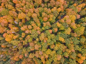 The foliage of the trees at the Hattsteinweiher pond near Usingen in Taunus is beginning to turn autumnal yellow and orange.