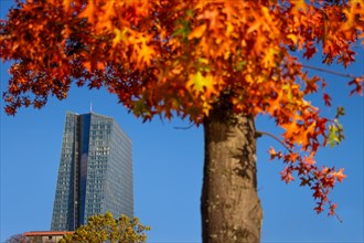 The foliage of the trees around the European Central Bank