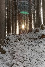 Snowy forest in winter in Pinzgau