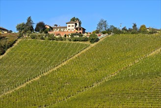Winery and vineyard near Alba
