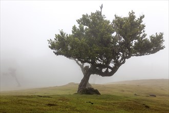 Old laurel tree in the mist