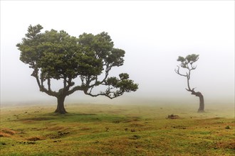 Old laurel trees in the mist