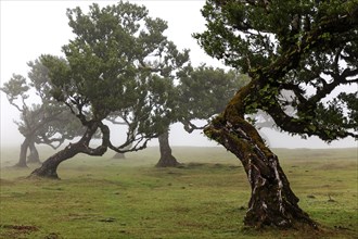 Old laurel trees in the mist