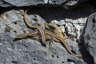 Madeira lizard or madeiran wall lizard