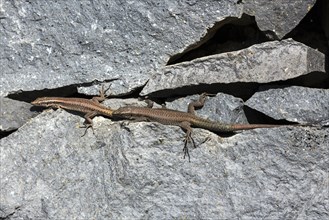 Madeira lizard or madeiran wall lizard