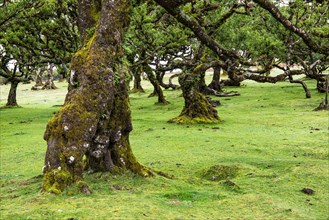 Moss and plant covered ancient laurel trees