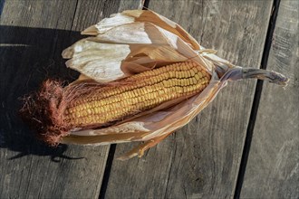 Freshly harvested open corn cob illuminated by the sun on a wooden table
