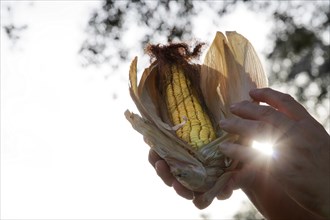 A woman holds in her hands a freshly harvested corn cob illuminated by the sun