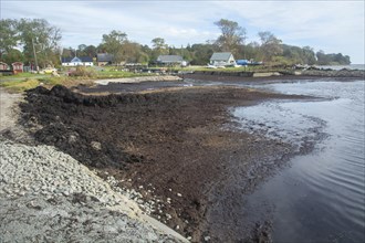 Dead algae and rotten bottom sediment fill up the entire harbor and prevent boats from getting out or entering Hörte harbor on Scania's south coast