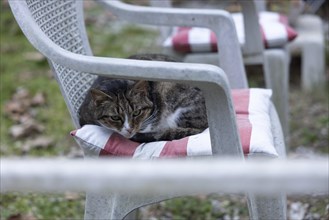 Cat on a garden chair at a campsite