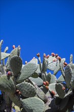 Cactus pear