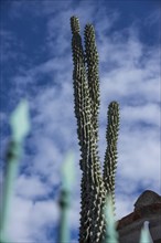 Snake cactus in a front garden against a blue sky