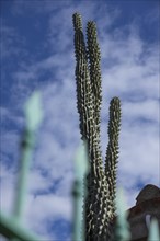 Snake cactus in a front garden against a blue sky