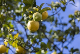 Almost ripe lemons on a lemon tree against a bright blue sky