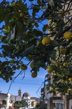 Lemon tree with ripe lemons in a front garden in the city