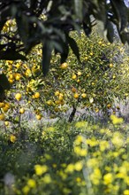 Lemon tree with ripe lemons in a meadow with yellow flowers