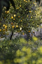 Lemon tree with ripe lemons in a meadow with yellow flowers
