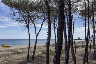 Pine grove on the beach with a yellow tretoot and in the distance the tower Torre Di Bari Sardo