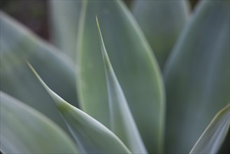 Close-up of an agave